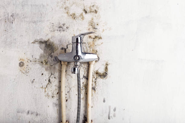 Story City, IA Mold Removal Company