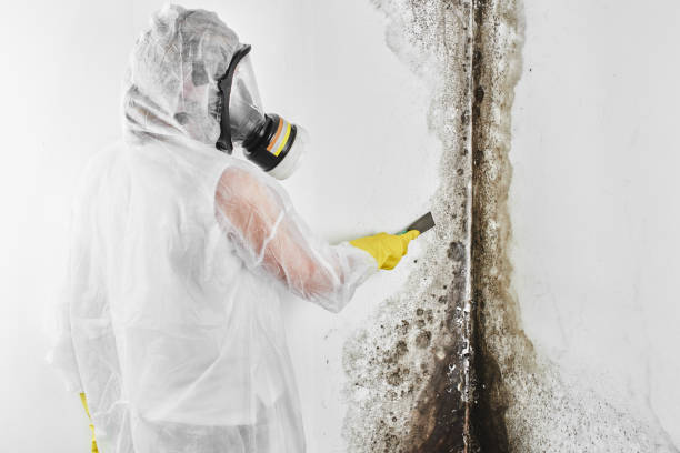 Best Attic Mold Removal  in Story City, IA