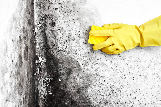Crawl Space Mold Removal in Story City, IA