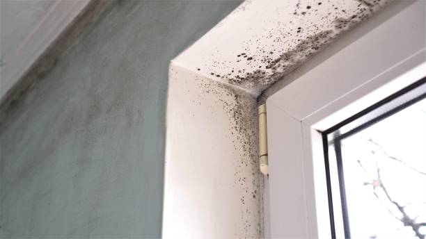 Best Attic Mold Removal  in Story City, IA