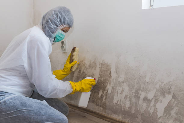 Best Crawl Space Mold Removal  in Story City, IA