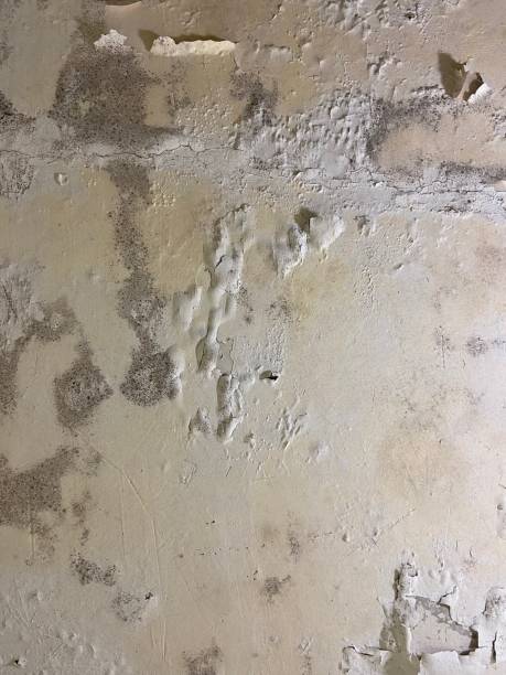 Best Mold Testing and Removal  in Story City, IA