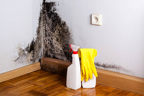 Best Black Mold Removal  in Story City, IA