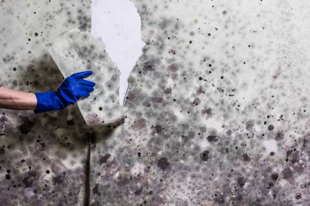 Mold Testing and Removal in Story City, IA