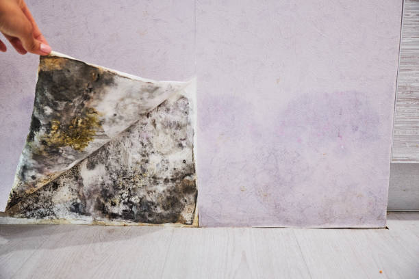 Best Toxic Mold Removal  in Story City, IA